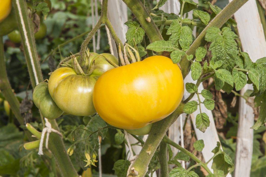 Сорт томата малиновый гигант: описание, фото, отзывы, таблицы