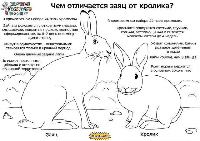 Исследовательская работа «чем отличается заяц от кролика»