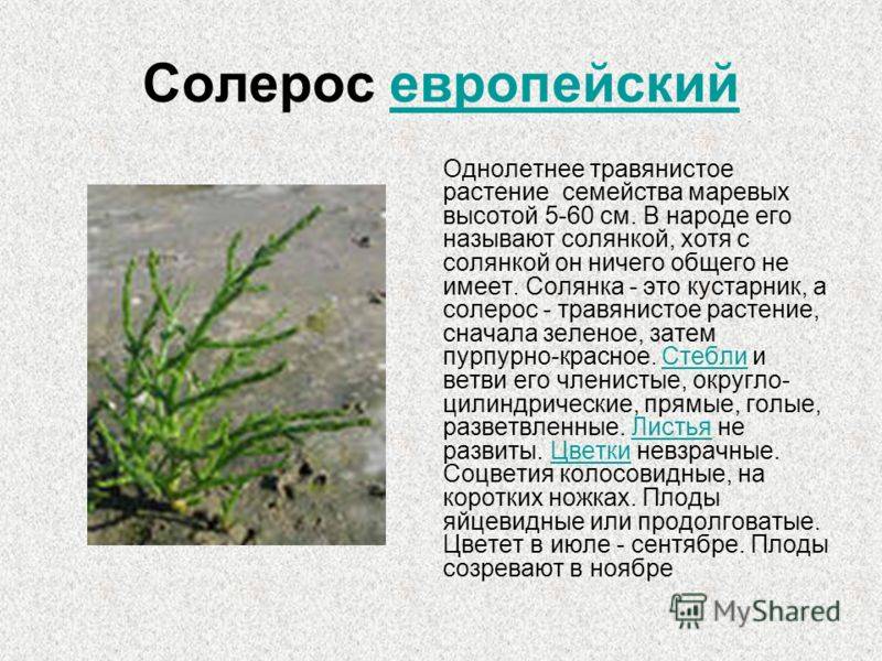 О траве солерос: как выглядит растение, полезные свойства, где применяется