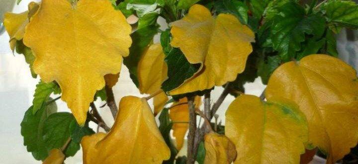Желтеют листья у гибискуса — основные причины и решение проблемы