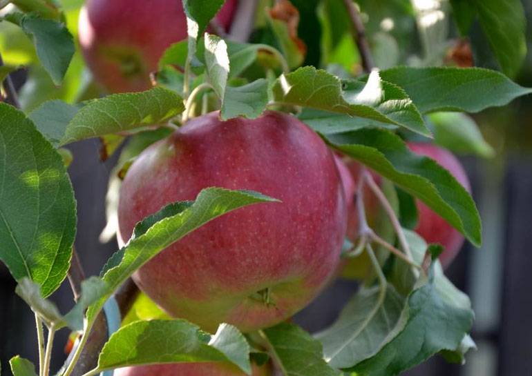 Яблоня лигол: описание, преимущества и недостатки сорта, характеристика плодов, правила посадки и ухода, сбор и хранение урожая
