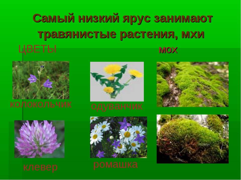 Дикорастущие растения  виды и классы, примеры трав, кустарников и деревьев с названиями, список лекарственных и ядовитых растений и их разновидности, вредители