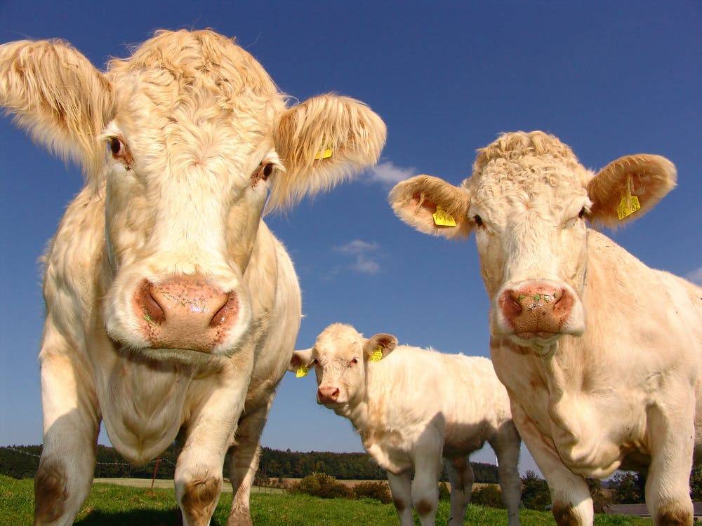 Эксперты сельхозпереписи посчитали, сколько в россии коров