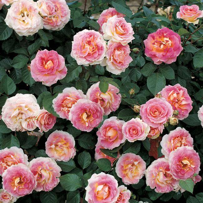 Роза пьер де ронсар: описание плетистого сорта, особенности выращивания и ухода