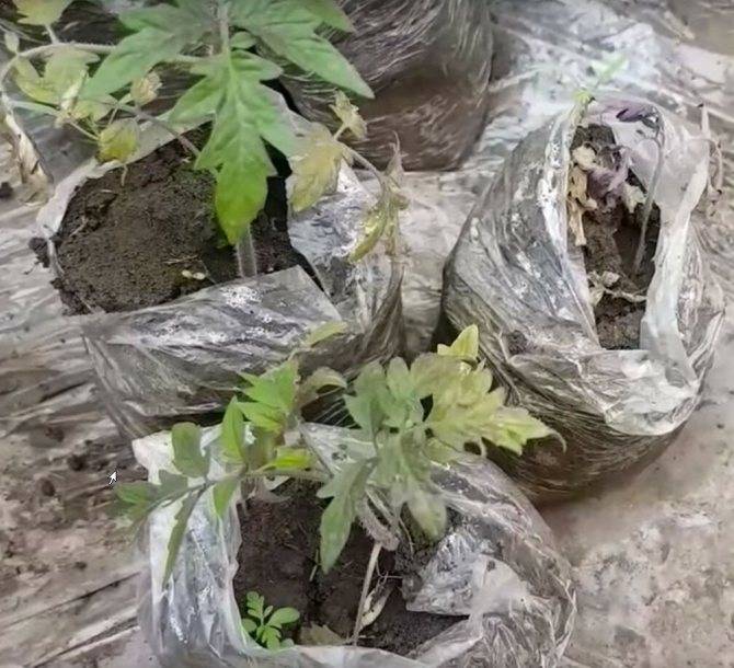 Сколько мороза выдерживает капуста. когда рубить позднюю капусту – до или после заморозка? | дачная жизнь