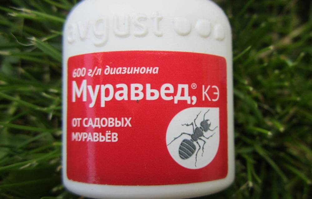 Как бороться с муравьями на даче народными средствами, польза и вред лесных муравьев