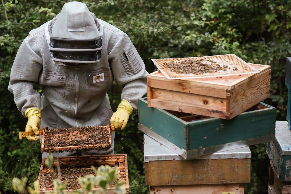 Осенние работы на пасеке: подкормка, обработка и ревизия пчел