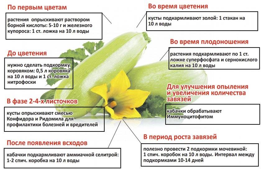 Инструкция, чем подкормить лилии весной для пышного цветения в саду