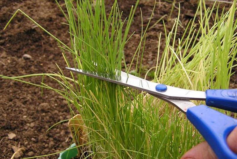 Когда сеять на рассаду лук-порей, как правильно сажать семена и вырастить овощ в домашних условиях за один сезон, а также советы по посеву, выращиванию и уходу