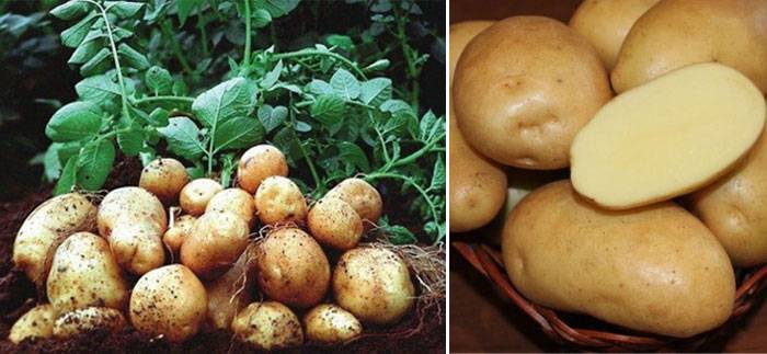 Картофель никулинский: описание сорта, фото, отзывы о вкусовых качествах и сроках созревания, особенности выращивания и хранения, характеристика урожайности