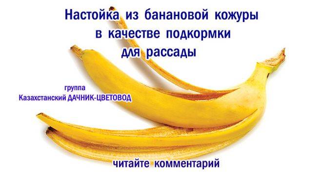 Удобрение из банановой кожуры 3 рецепта