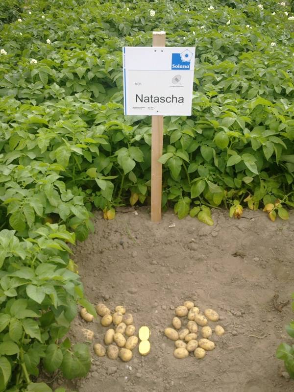 Картофель «наташа» от германского производителя solana
