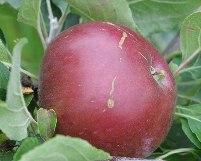 Скороплодная яблоня коваленковское