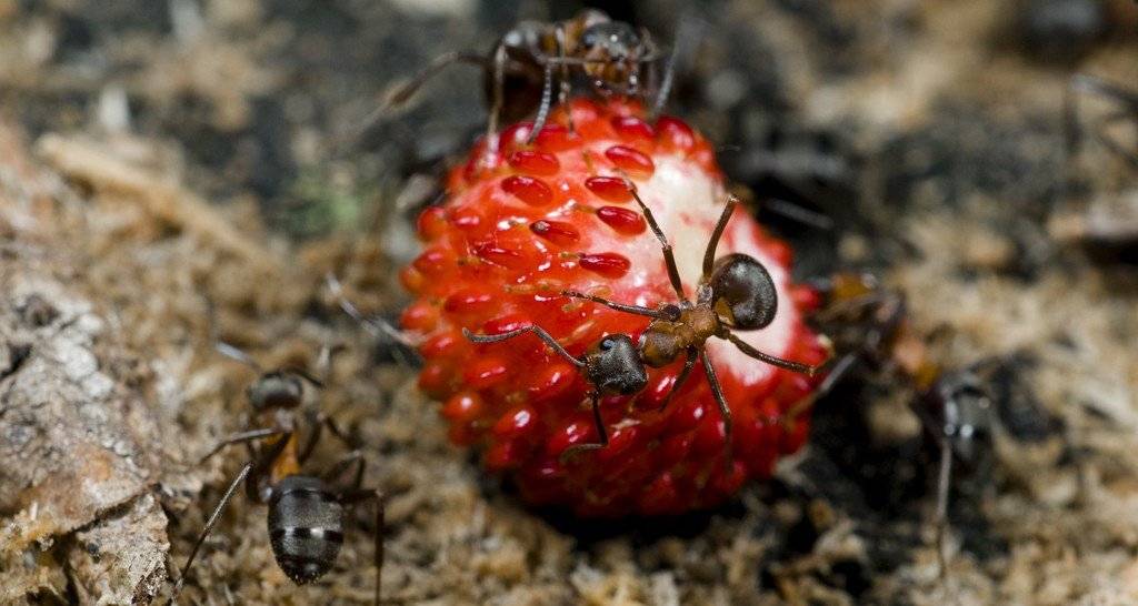 Что делать, если осы едят клубнику и малину, как избавиться от ос и спасти ягоды