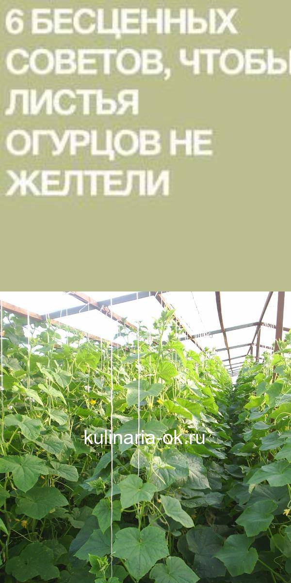 Почему желтеют листья у огурцов и что с этим делать на supersadovnik.ru