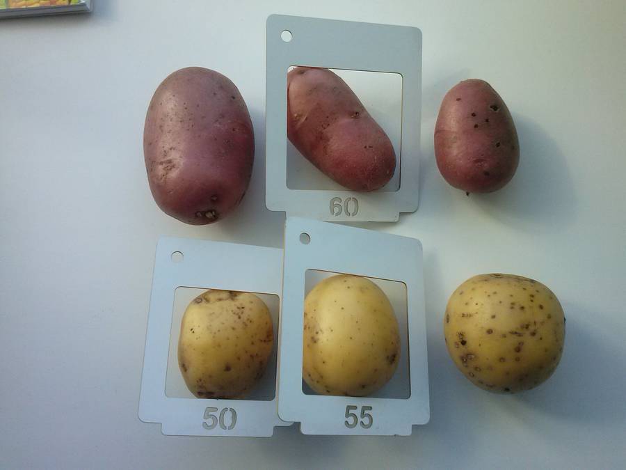 Описание лучших сортов картофеля для посадки: описание, советы