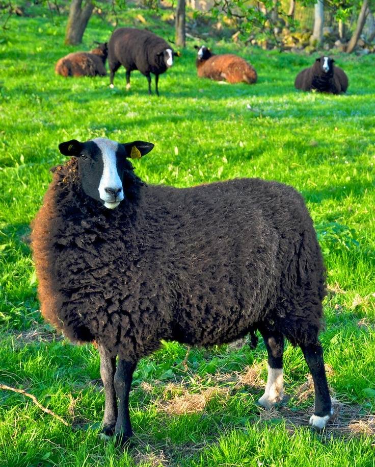 Распространённые породы овец с фото и описанием