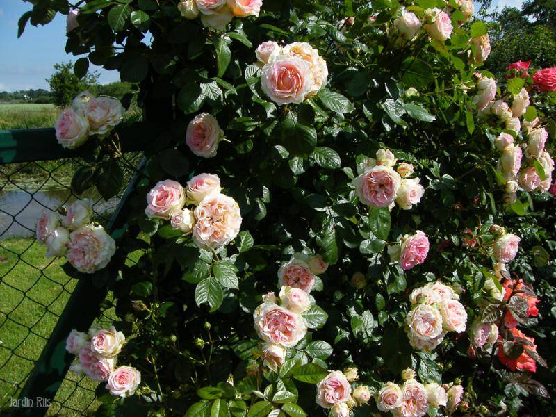 Роза цезарь (cesar) — описание сорта
