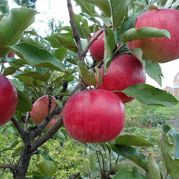 Особенности выращивания колоновидной яблони сорта васюган