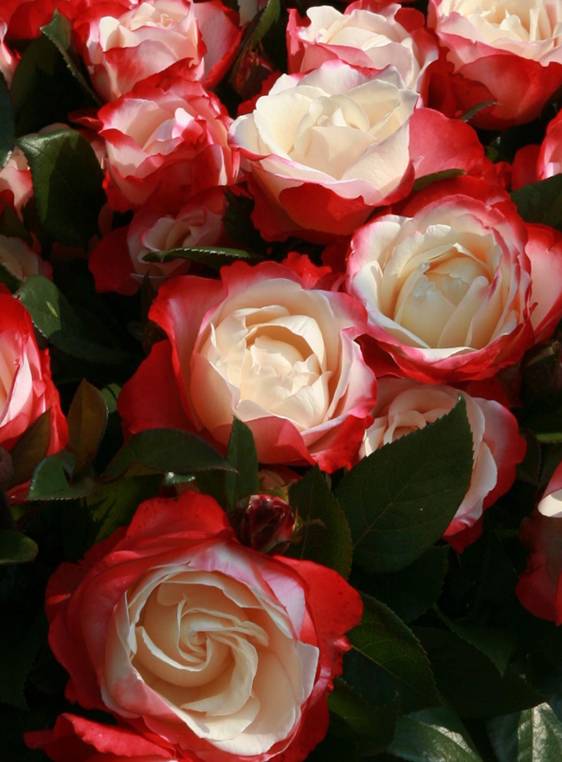 ✅ роза ностальгия. роза «ностальжи»: характеристика и сортовые отличия - cvetochki-ulyanovsk.ru