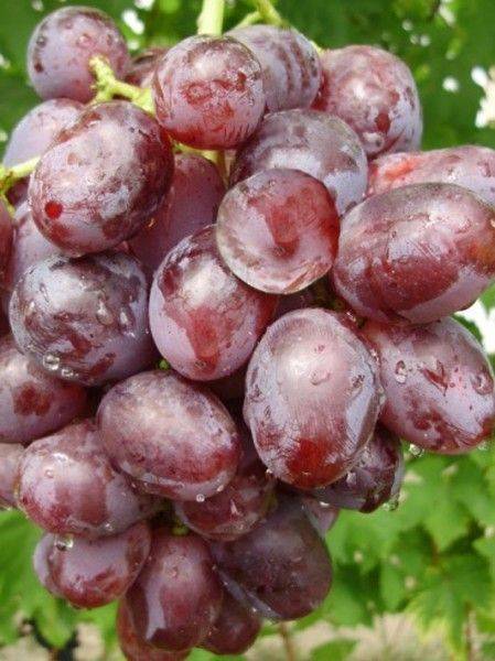 Виноград низина - высокоурожайный сорт
