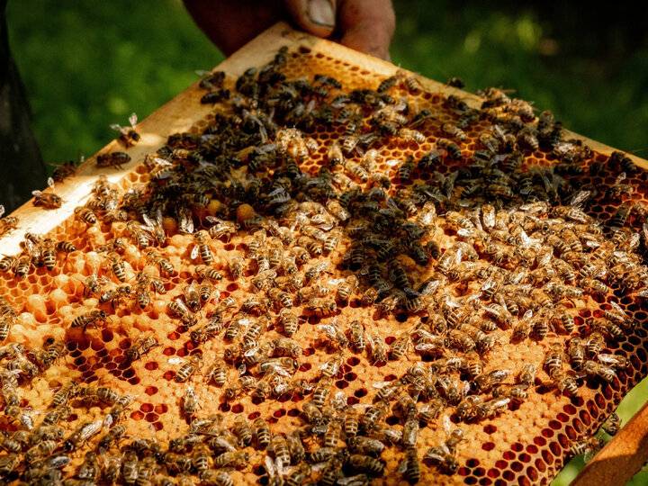 Пчелиный забрус — что это?