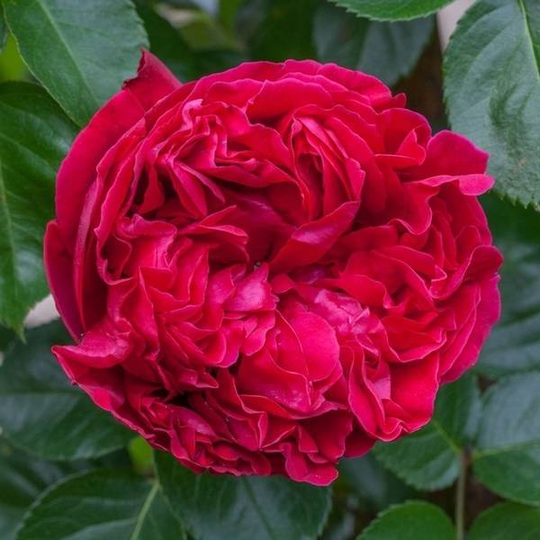 Роза версилия: описание, уход и выращиваниеэнциклопедия роз — сорта, описание и фото