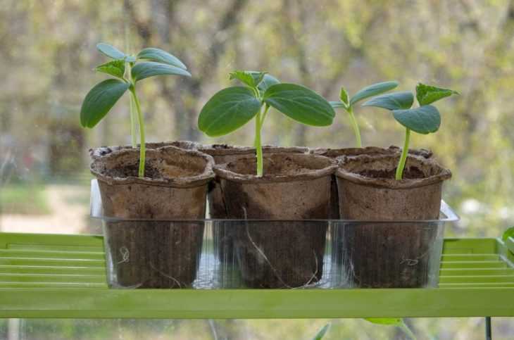 Как пользоваться торфяными горшочками для рассады, высадка растений в грунт
