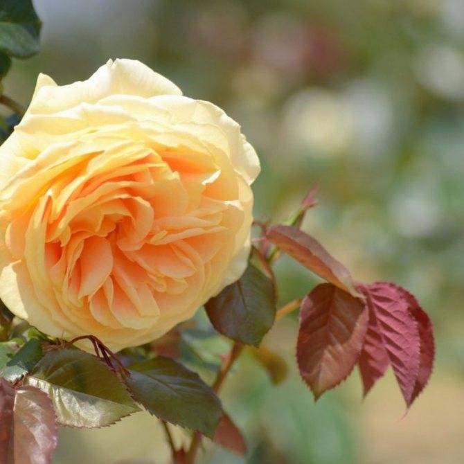 Чайная роза: полезные свойства, рецепты применения и противопоказания