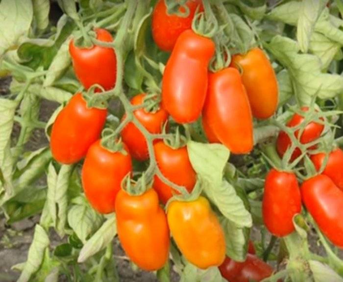 Любимец многих огородников — томат гулливер f1: полное описание сорта и его характеристики