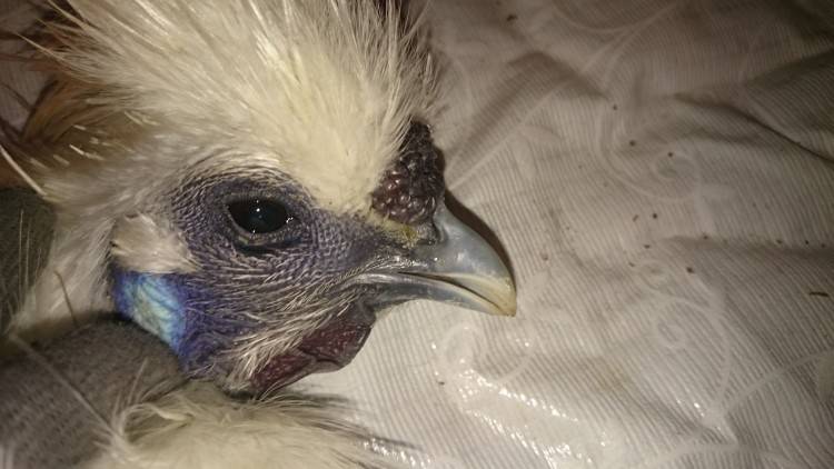 Болезнь марека у кур: первые признаки и лечение, можно ли есть мясо больных птиц