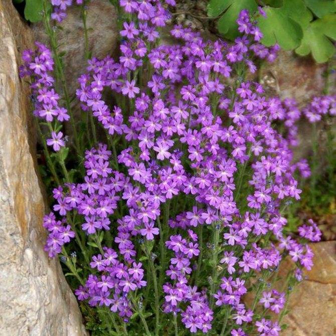 Цветы для альпийских горок многолетние: фото с названиями