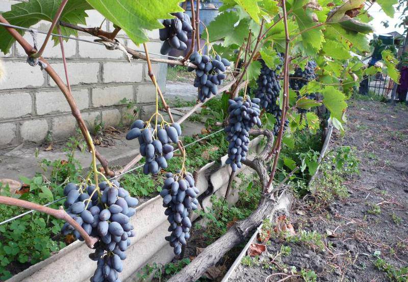 Сорт винограда памяти негруля - сорта винограда, столовые | описание, советы, отзывы, фото и видео