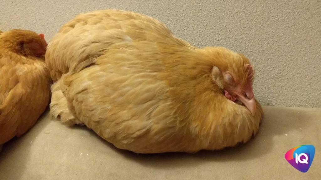 Курица не может снести яйцо: что делать и как ей помочь? признаки, порядок действий и меры профилактики