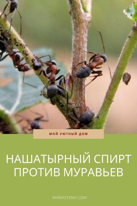 Нашатырный спирт от муравьев на огороде: 4 варианта применения - etocvetochki.com
