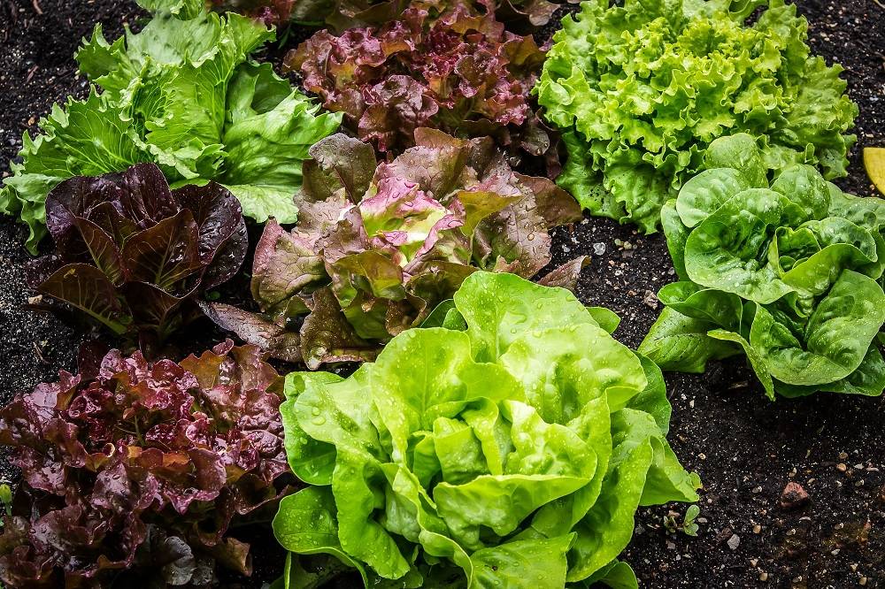 Как правильно сажать салат в открытый грунт семенами