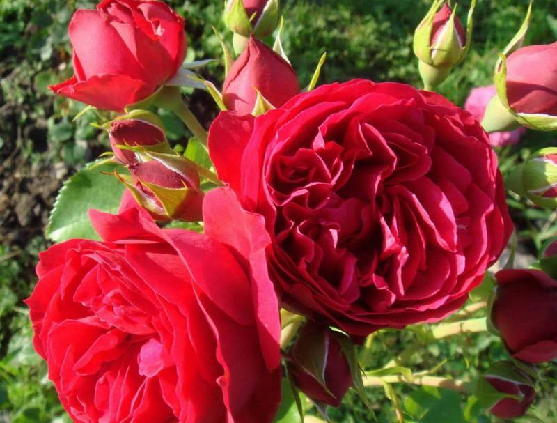 Роза барок (barock): фото, описание и особенности