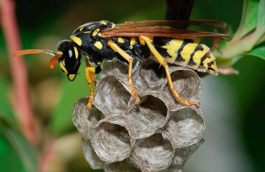 Как избавиться от осы: народные методы и химические препараты