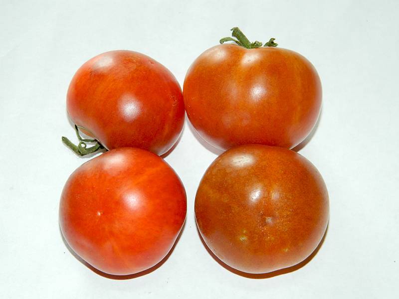 Колоновидный томат палка — урожайный экзот из америки