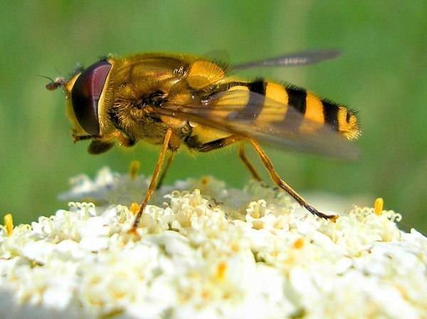 Раскрываем тайны жизни земляных пчёл
