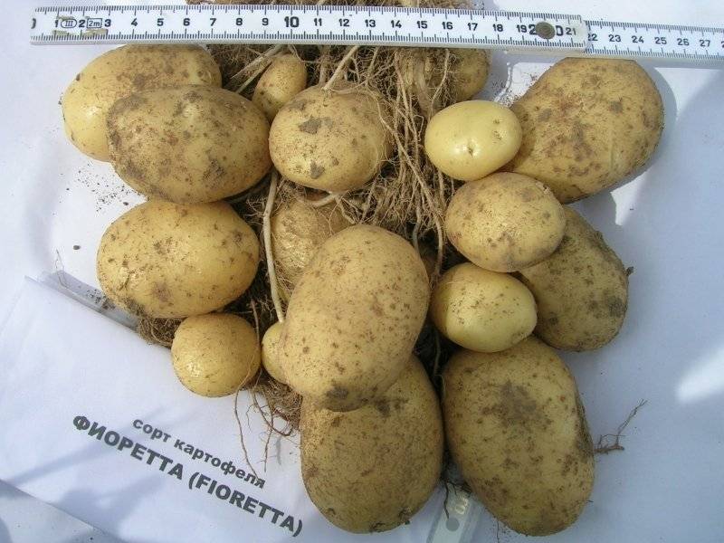 Картофель гулливер: особенности характеристики сорта, плюсы и недостатки, агротехника посадки и ухода, фото