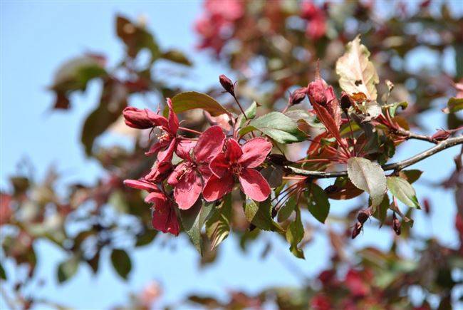 Выращивание популярной яблони сорта «джонатан»