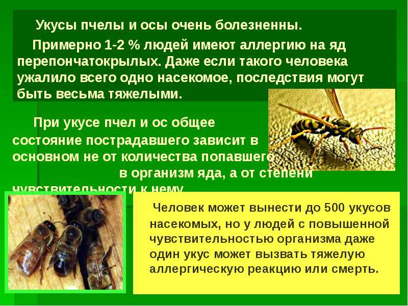 Что делать если собаку укусила пчела? | блог на vetspravka.ru