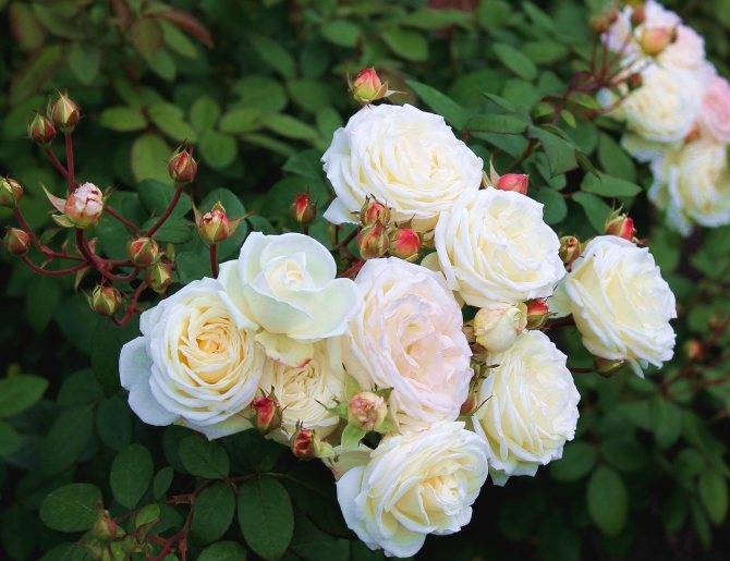 О розах шрабах: что это такое, посадка, уход и выращивание полуплетистых роз