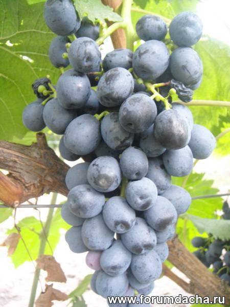 ✅ виноград аттика описание сорта фото отзывы - cvetochki-rostov-na-donu.ru