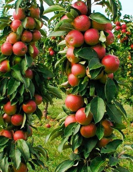 Описание сорта яблони каскад: фото яблок, важные характеристики, урожайность с дерева