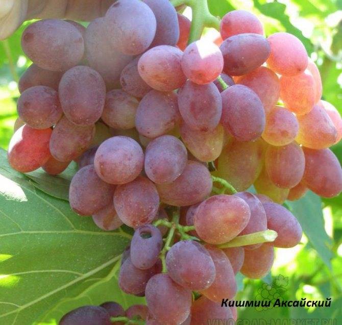 Описание сорта, отзывы и технология выращивания винограда кеша