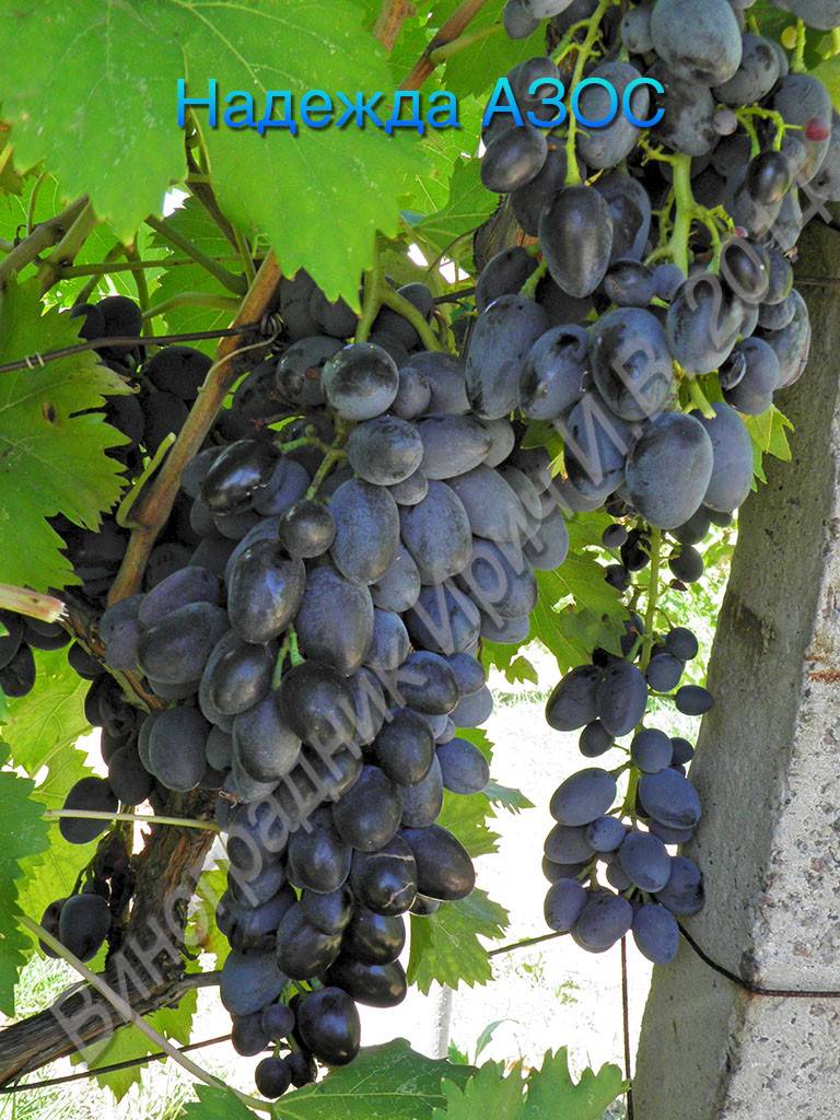 Виноград надежда азос описание и характеристика сорта, выращивание и уход, отзывы, фото