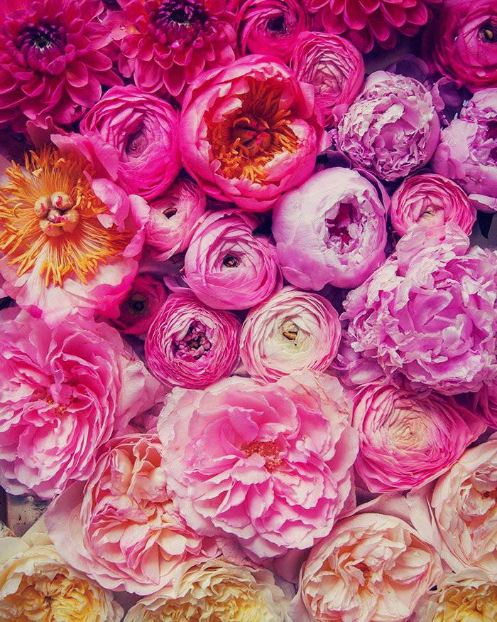 Почвопокровные многолетники цветущие все лето: фото с названием