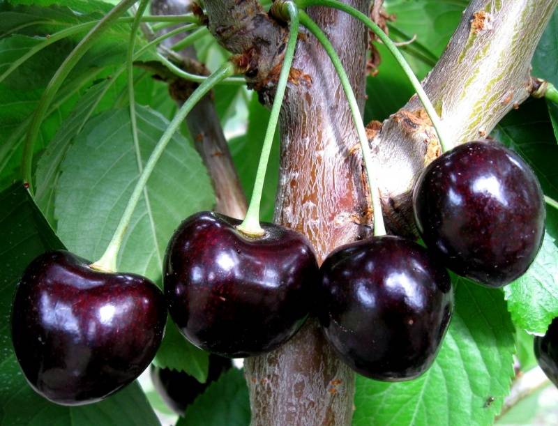Лучшие сорта вишни: описание и основные характеристики